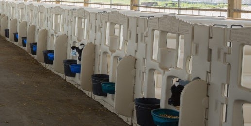 bút bút con bò chất lượng cao được làm bằng LLDPE màu trắng Sự lựa chọn lý tưởng cho việc nuôi con bò an toàn và thoải mái