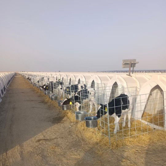 Polyethylene Dairy Calf Hutches thích hợp cho các con bê ở mọi lứa tuổi và kích thước 220*145*145cm