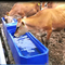 Màu xanh lam LLDPE Bể nước gia súc Chiều dài 4m Máng nước cho động vật