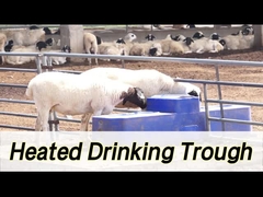 Máy tưới nước bò có dung lượng 260L và chiều cao uống 190mm