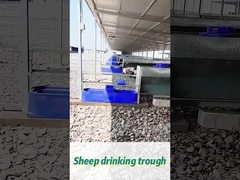 60L Capacity Cow Drinking Trough 170*48*46cm Lý tưởng cho đàn bò lớn